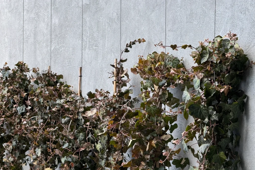 Six Senses Crans-Montana. Architecture align with Nature